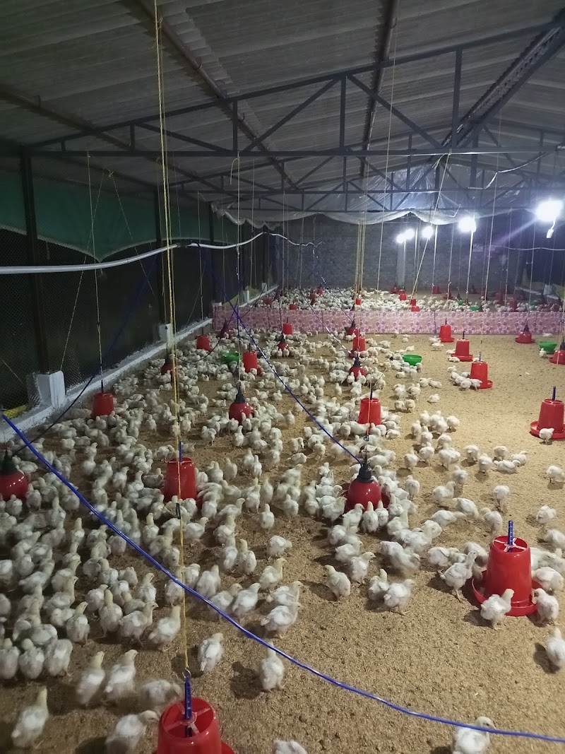 Hussain poultry farm - Hussain poultry farm, Anjora dha, Nagpura, Anjora, Chhattisgarh 491001, India