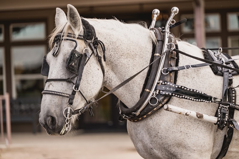 White Horse and Carriage Company - White Horse and Carriage Company Box 5089, San Antonio, TX 78201, USA