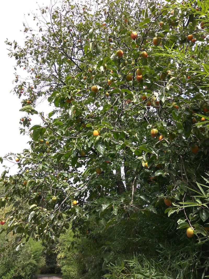 Johnson's Orchards - Johnson's Orchards, 344P+324, National Highway 21, Raison, Himachal Pradesh 175128, India