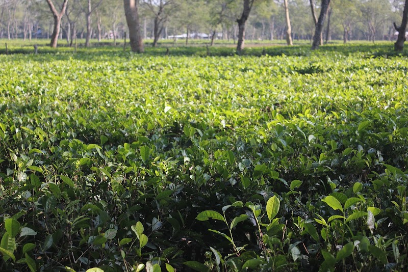 Puroni Bheti Tea and Farm Retreat - Puroni Bheti Tea and Farm Retreat, Haroocharai Tea Estate, Jorhat, Gayan Gaon, Assam 785006, India
