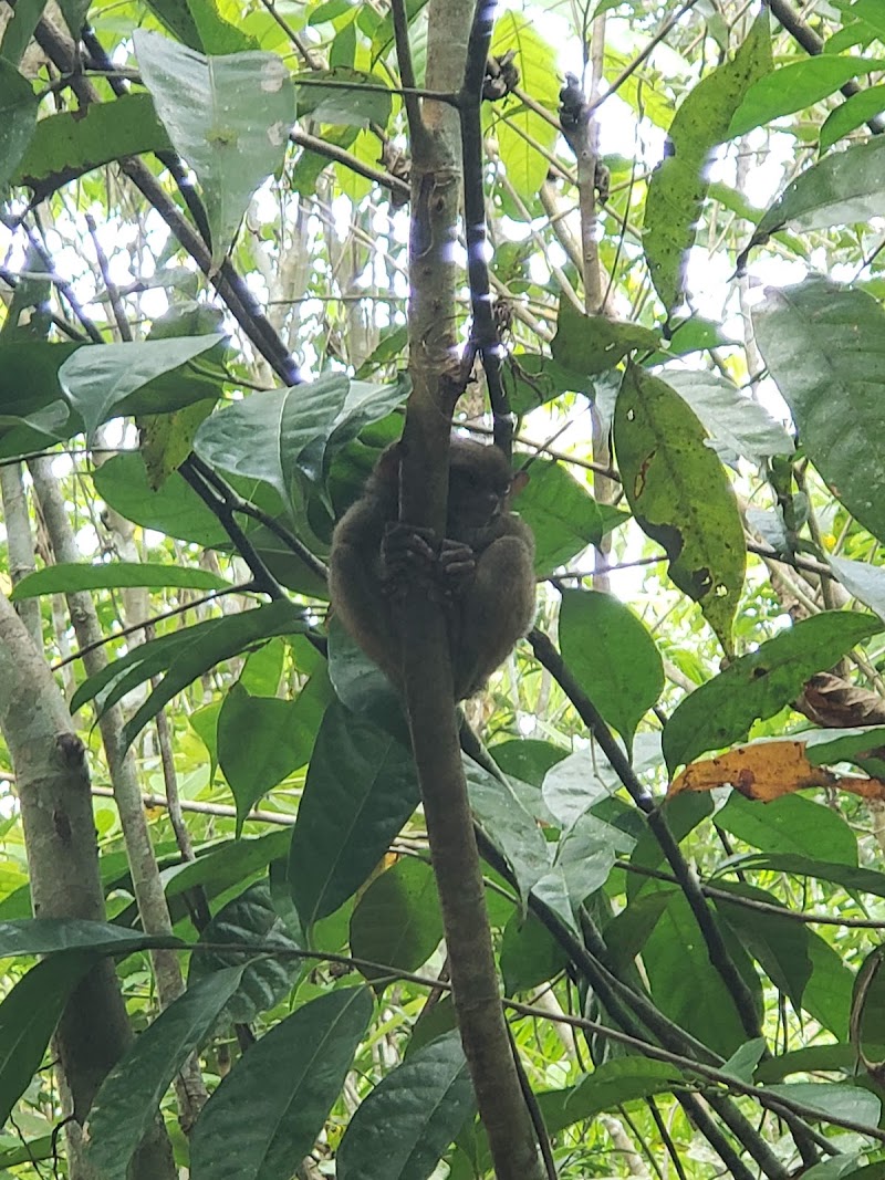 Bohol Tarsier Conservation Area - Bohol Tarsier Conservation Area, Villa Aurora, Bilar, 6317 Bohol, Philippines