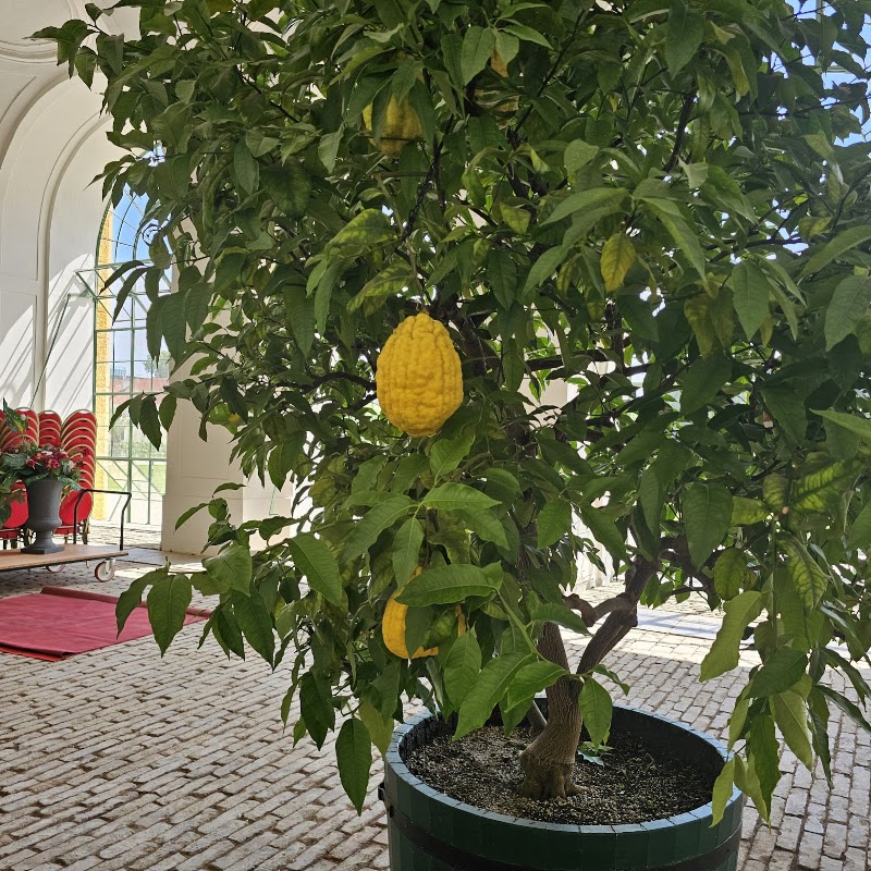 Orangery - Orangery, Schönbrunner Schloßstraße 47, 1130 Wien, Austria