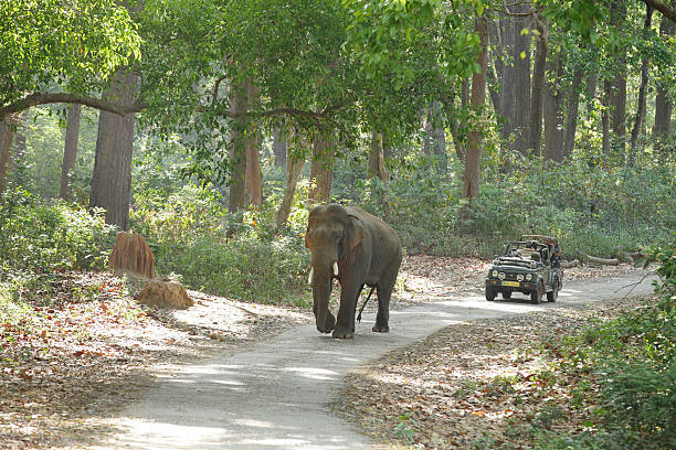 Jim Corbett National Park - Jim Corbett National Park Uttarakhand, India