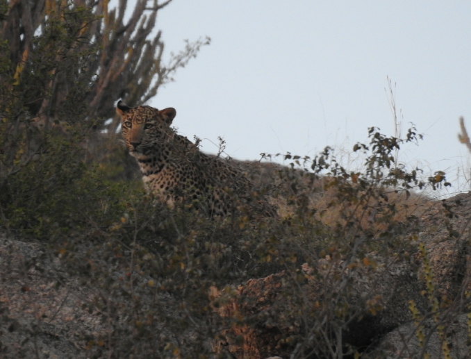 Jawai Jungle Leopard Safari - Jawai Jungle Leopard Safari Jawai safaris House Village-Jeewda ,Post -Sena, Jawai Bandh, Sumerpur, Rajasthan 306707, India