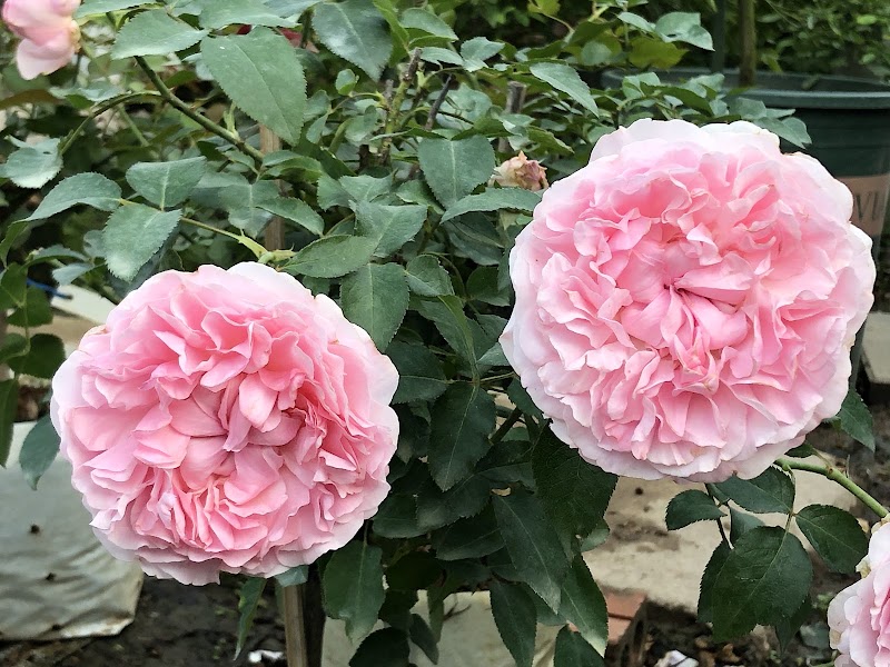 Vườn Hồng Sweet Rose - Vườn Hồng Sweet Rose, Cuối Ngõ 264 Âu Cơ, Hồng Hà, Hà Nội, Vietnam