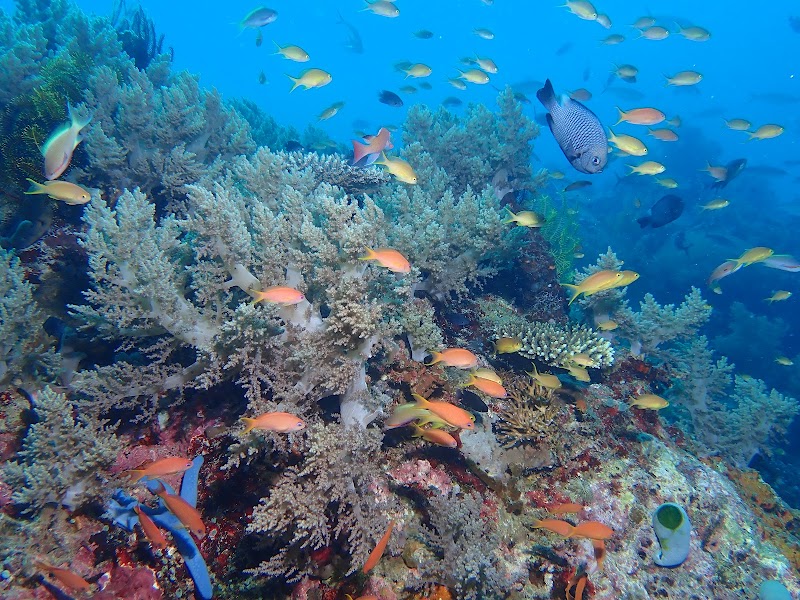 Balicasag Marine Sanctuary - Balicasag Marine Sanctuary GM8J+4QG, Panglao, Bohol, Philippines