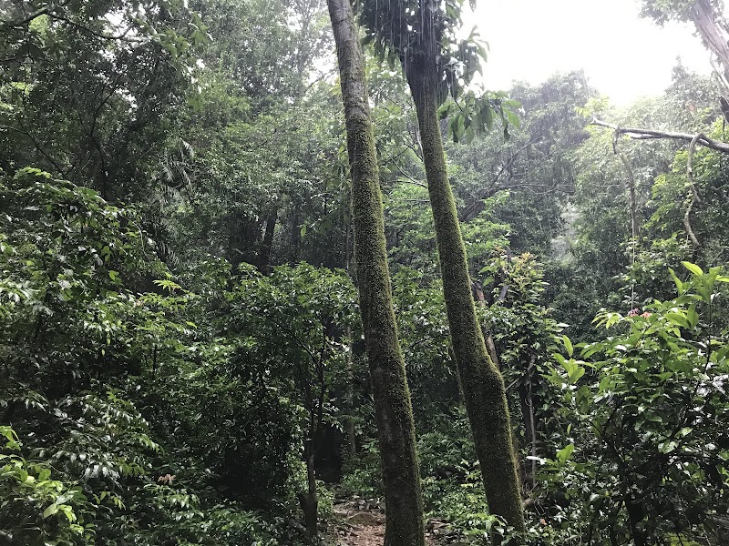 Kuske Waterfall - Kuske Waterfall 26C5+MFM, Cotigao, Goa 403702, India