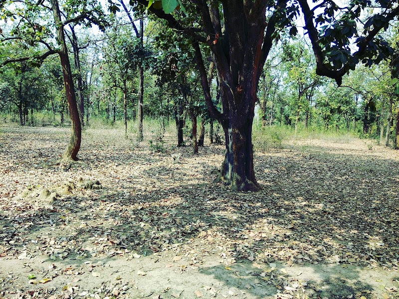 Panpatha Wildlife Sanctuary - Panpatha Wildlife Sanctuary, V245+RMG, SH10, Panpatha, Madhya Pradesh 484661, India