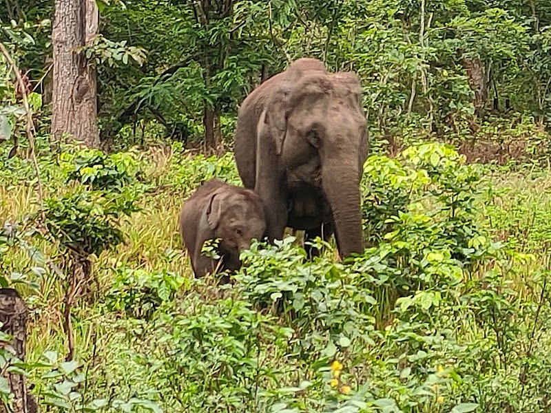 Muthanga Forest - Muthanga Forest M999+JRJ, Wayanad, Muthanga, Kerala 673592, India