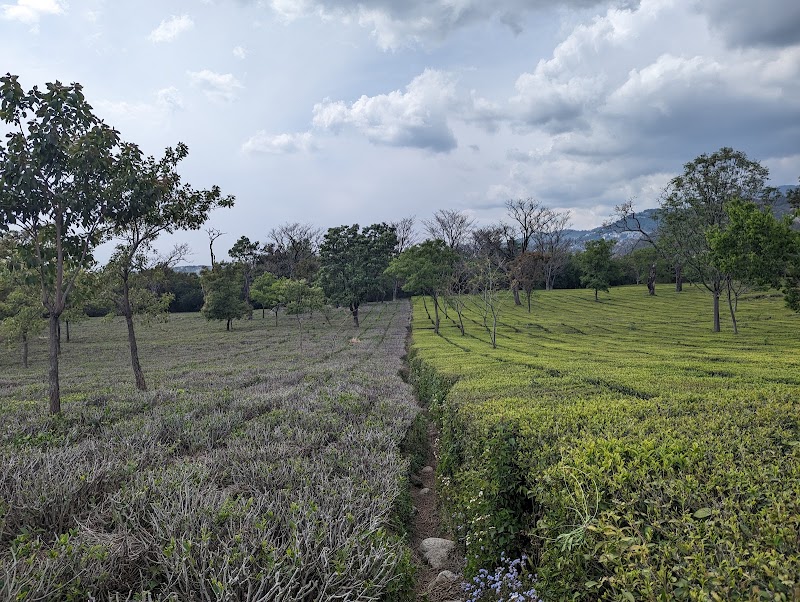 Dhouladhar Tea Garden