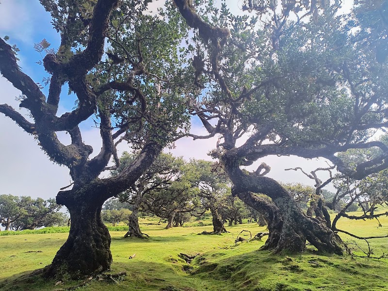 Fanal Forestry Station - Fanal Forestry Station Fanal, 9270 Porto Moniz, Portugal