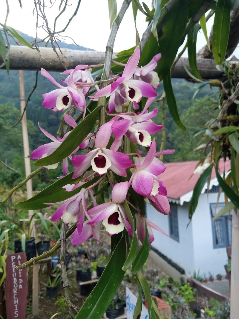 Darap Village Walk - Darap Village Walk Pelling-Rimbi Rd, Darap, Sikkim 737113, India