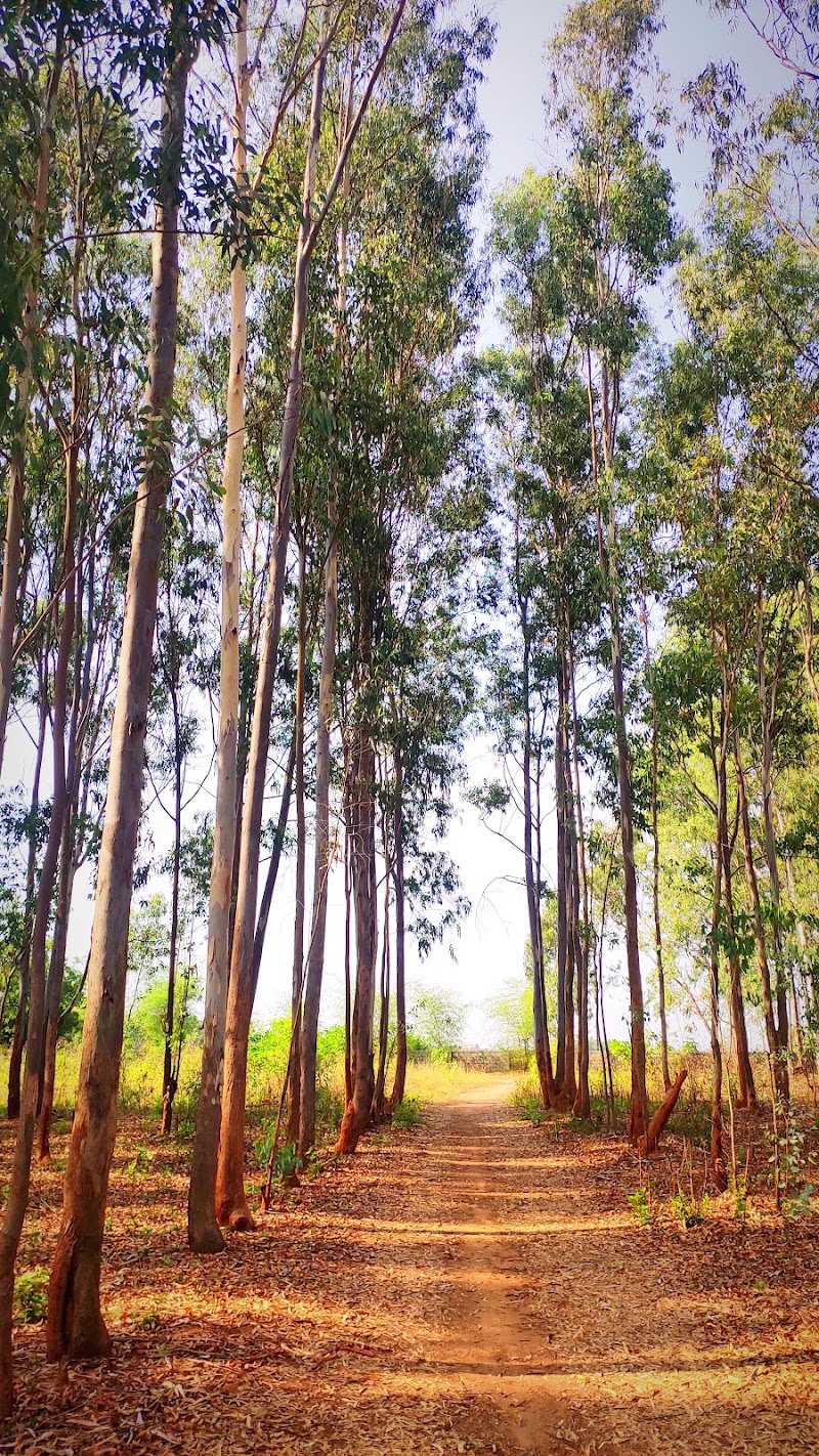 Avalahalli Forest - Avalahalli Forest 4GJW+7J6, Jarakbandekaval, Karnataka 560119, India