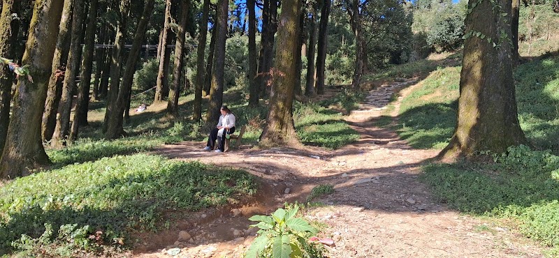 Pine Forest Near Ghoom, Lapche - Pine Forest Near Ghoom, Lapche 256P+H3, Ghoom Pahar Forest, West Bengal 734221, India