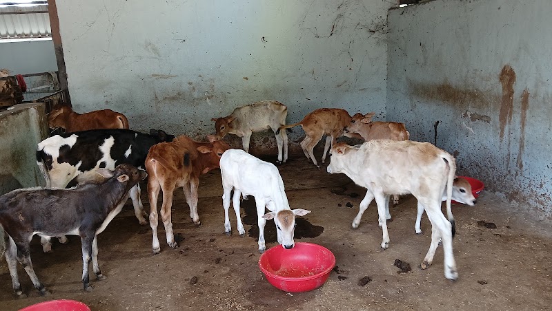 Gau Amrit Gaushala - Gau Amrit Gaushala, QV89+GC, Bandhabahal, Darlipali, Odisha 768211, India