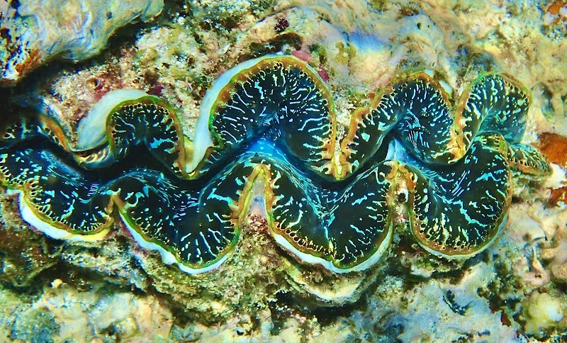 Wavelength Reef Cruises - Wavelength Reef Cruises Shop 6/43-47 Macrossan St, Port Douglas QLD 4877, Australia