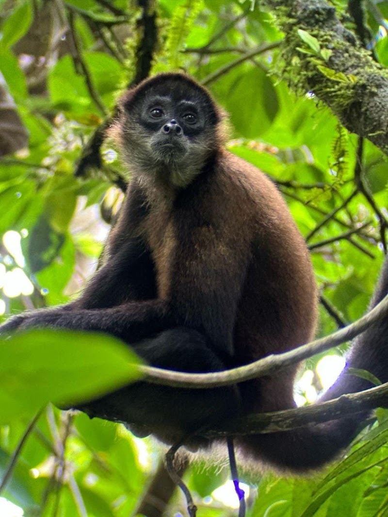 Tours Privados Arenal - Tours Privados Arenal, LAFORTUNA, jauri Alajuela jauri , fortuna Latitud 10.4556315, Longitud -84.6419520, Provincia de Alajuela, San Carlos, 21007, Costa Rica