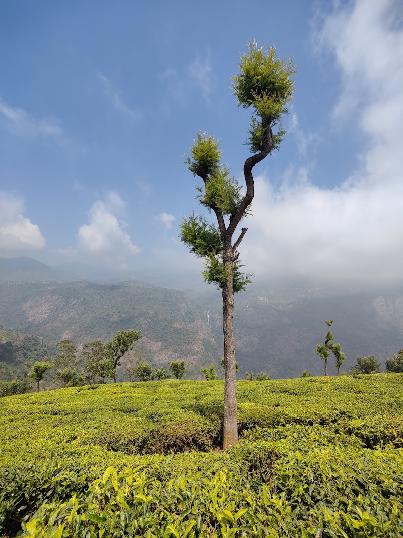 Tea garden - Tea garden Dolphin's Nose Rd, Alwarpet, Burliyar, Coonoor, Tamil Nadu 643101, India