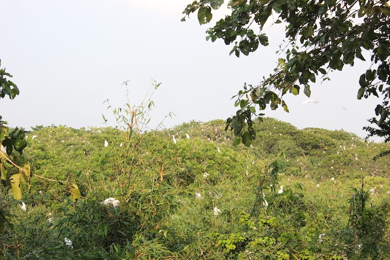 Bang Lang Stork Sanctuary - Bang Lang Stork Sanctuary, 7GJ4+J66, Thot Not, Can Tho, Vietnam