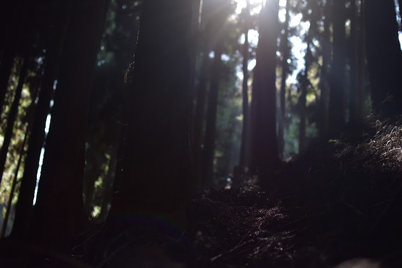 Majestic Pine Forest - Majestic Pine Forest X4VW+5PP, Mim Nagri Range, West Bengal 734221, India
