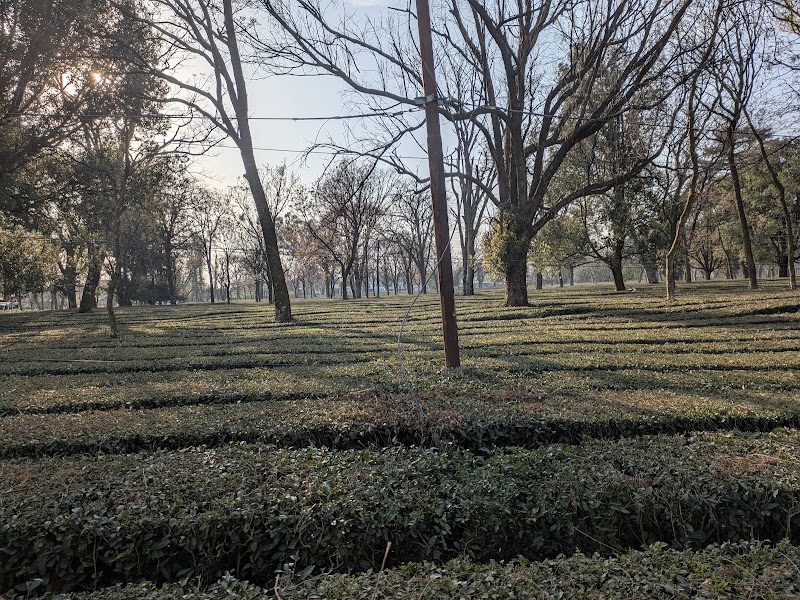 Bundla Tea Estate - Bundla Tea Estate Bundla Tea Estate, Palampur, Himachal Pradesh 176061