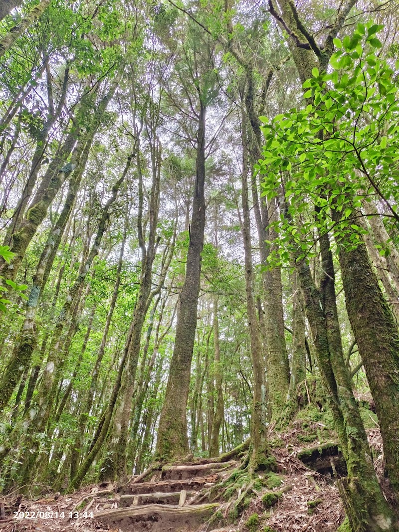 大雪山國家森林遊樂區木馬道 - 大雪山國家森林遊樂區木馬道, 424, Taiwan, Taichung City, Heping District, 台中市和平區