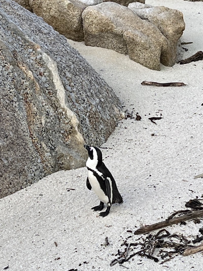 Foxy Beach - Foxy Beach, Kleintuin Rd, Simon's Town, Cape Town, 7995, South Africa