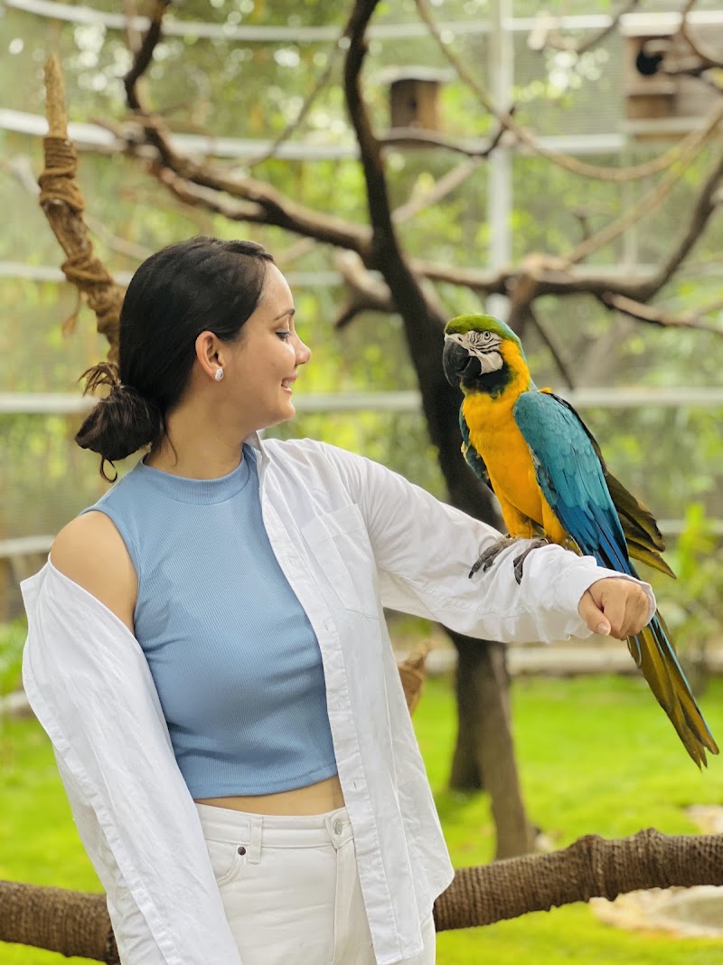 Chandigarh Bird Park - Chandigarh Bird Park Infront of the Lake Sports Club entry, near Rock Garden of Chandigarh, Rock Garden of Chandigarh, Sector 1, Chandigarh, 160001, India