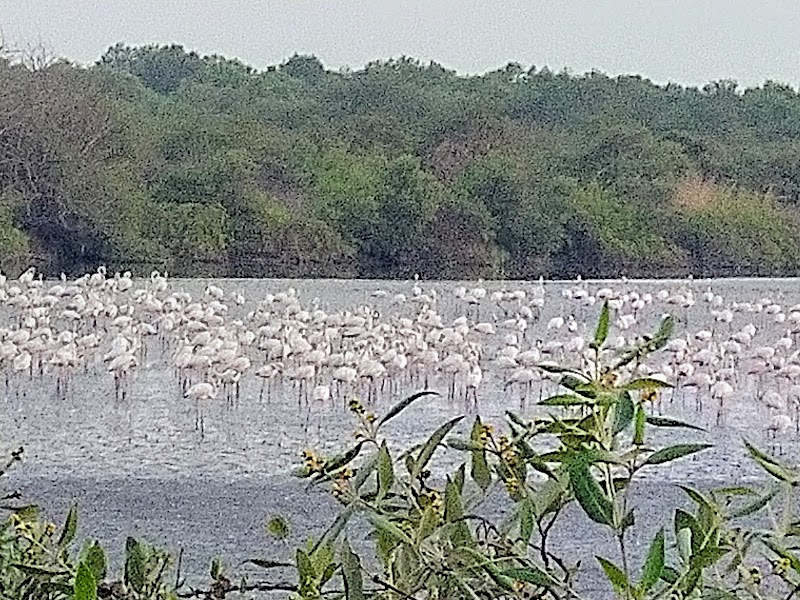 Bird Watching Area, Bhandup West (BPS) - Bird Watching Area, Bhandup West (BPS) 4XR7+QV6, Mulund East, Mumbai, Maharashtra 400042, India
