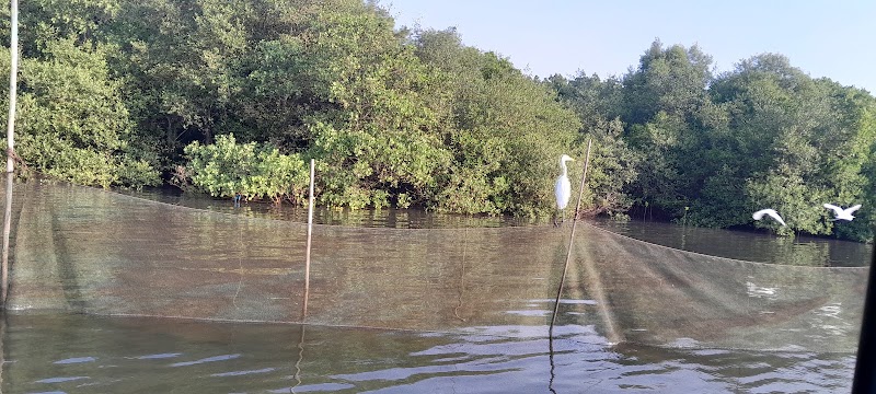 Mangrove Boat Ride (Prior booking required) - Mangrove Boat Ride (Prior booking required) Chorao Jetty, Madel, Goa 403102, India