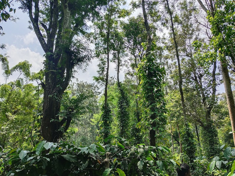 Coffee Estate - Coffee Estate Coffee Estate, Kalur, Karnataka 571202