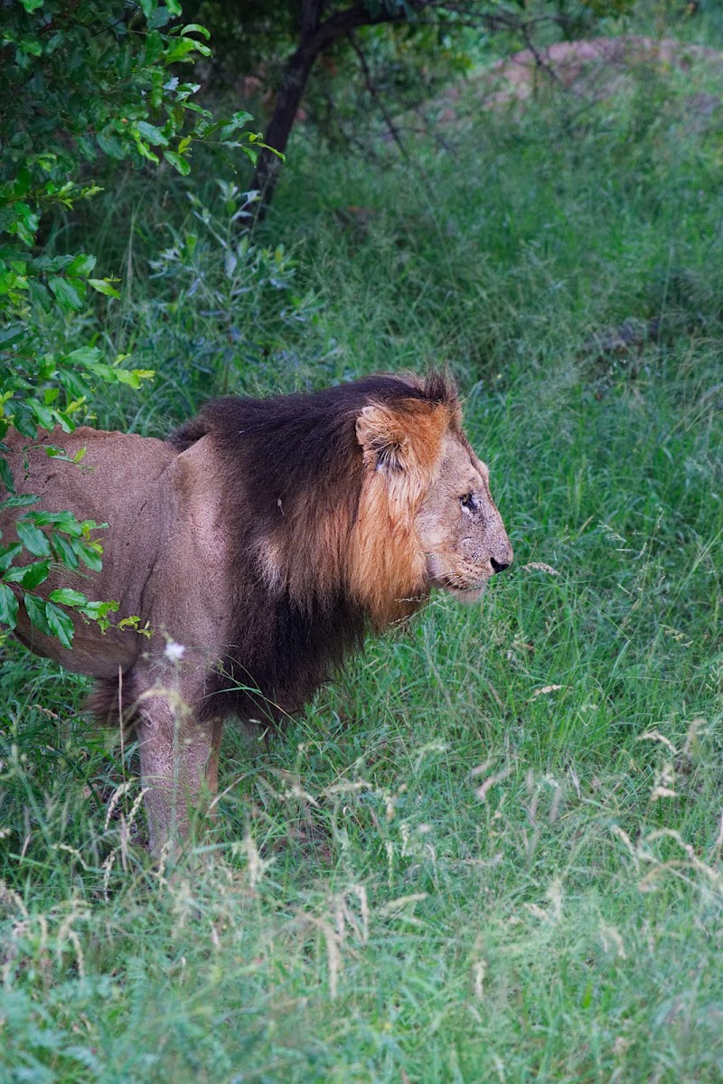 Kruger Wildlife Safaris - Kruger Wildlife Safaris, Pretoriuskop Rest Camp, Kruger National Park, 1350, South Africa