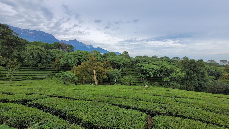 Tea Gardens Dharamshala Narghota - Tea Gardens Dharamshala Narghota, Narghota Road, Chilgari, Dharamshala, Himachal Pradesh 176215, India