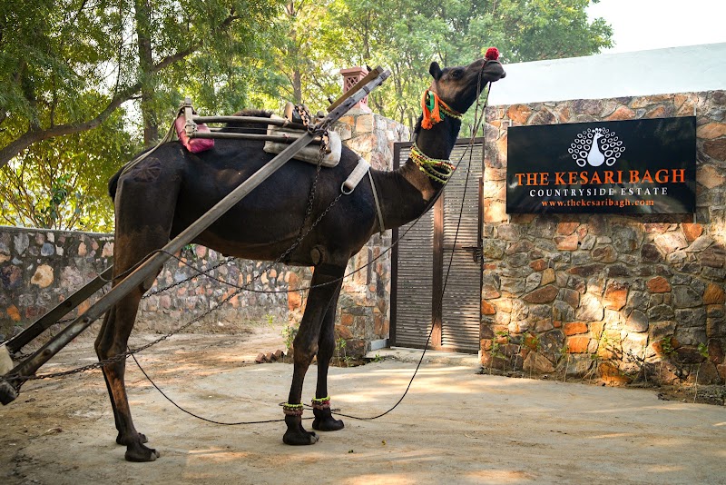 The Kesari Bagh - Boutique Countryside Estate - The Kesari Bagh - Boutique Countryside Estate, Panchgaon-Mohamadpur Road, NH 8, behind Best western Resort Country Club, Para, Gurugram, Haryana 122105, India