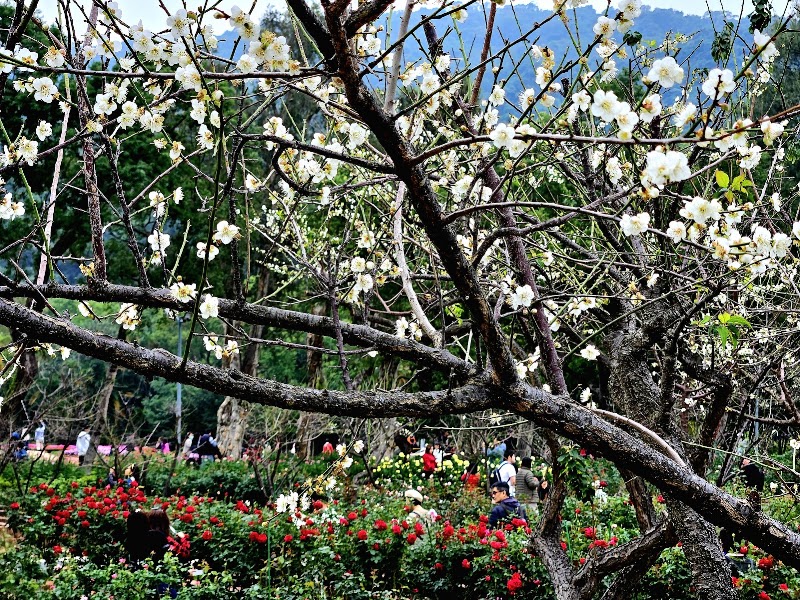 Rose Garden - Shilin Residence - Rose Garden - Shilin Residence No. 60號, Fulin Rd, Fulin Village, Shilin District, Taipei City, Taiwan 111