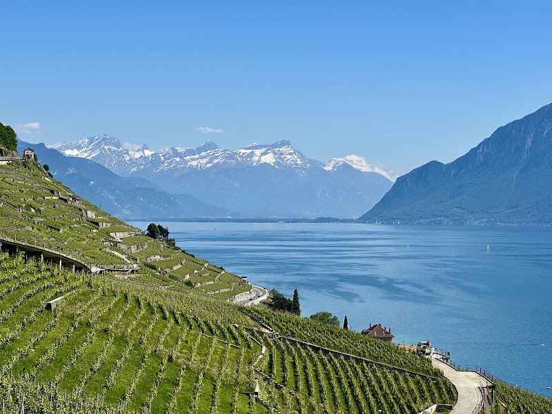 Terrasses viticoles de Lavaux - Cully