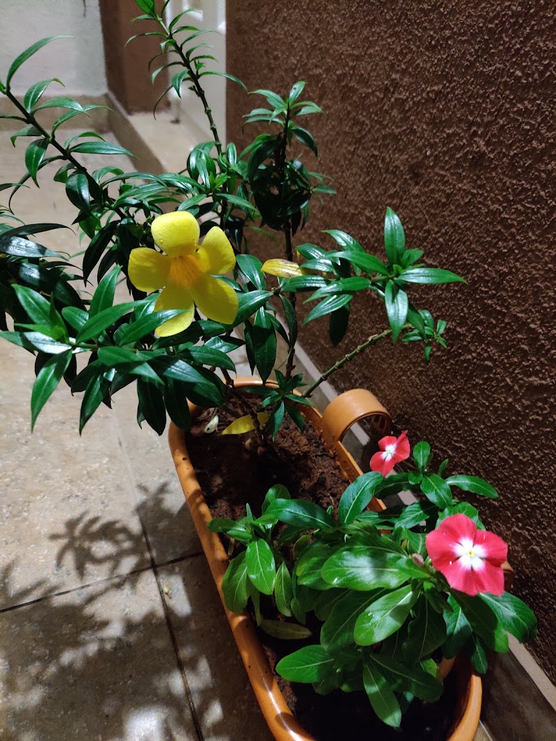 Peek Into Nature - Peek Into Nature 21, Papaiah St, Doddamavalli, Mavalli, Bengaluru, Karnataka 560004, India