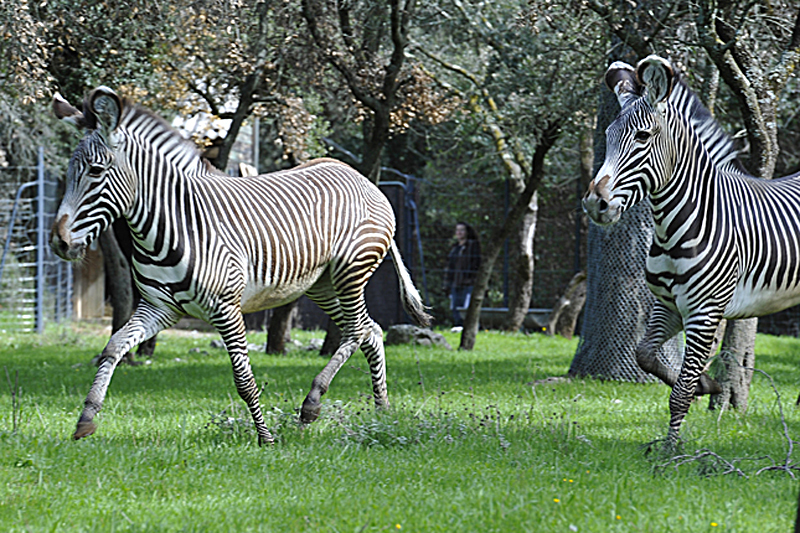 Zoo de Montpellier - Zoo de Montpellier 50 Av. Agropolis, 34090 Montpellier, France