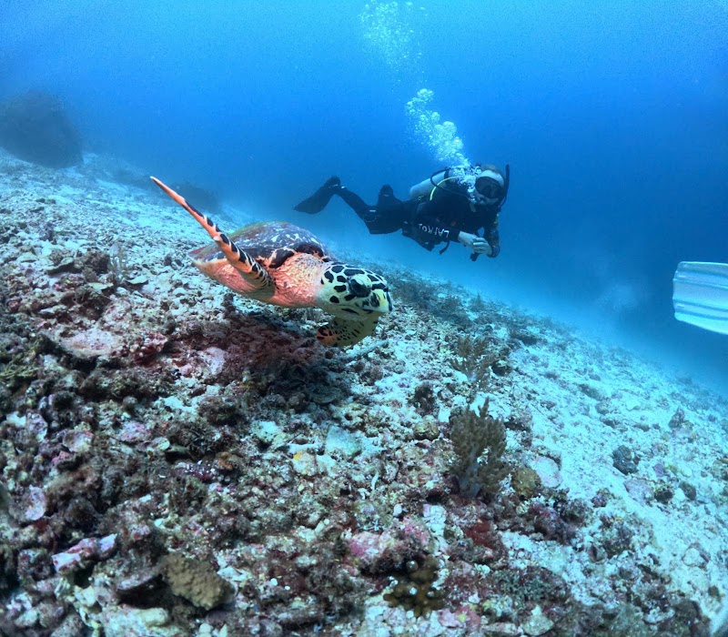 Phuket Dive Tours - Dive Center Chalong - Phuket Dive Tours - Dive Center Chalong 10, 10 Soi Ta Ied, Tambon Chalong, Phuket, Chang Wat Phuket 83130, Thailand