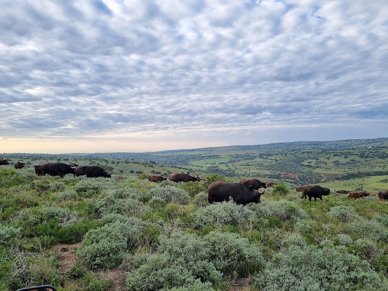 Amakhala Game Reserve - Amakhala Game Reserve, Paterson, 6130, South Africa