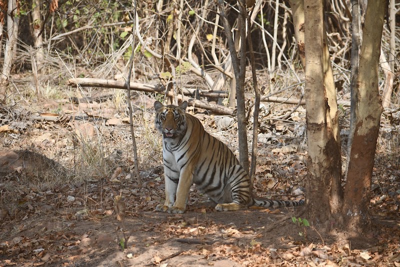 Tadoba Moharli Gate (Core Zone) - Tadoba Moharli Gate (Core Zone) 58RM+QXP, Moharli, Maharashtra 442404, India