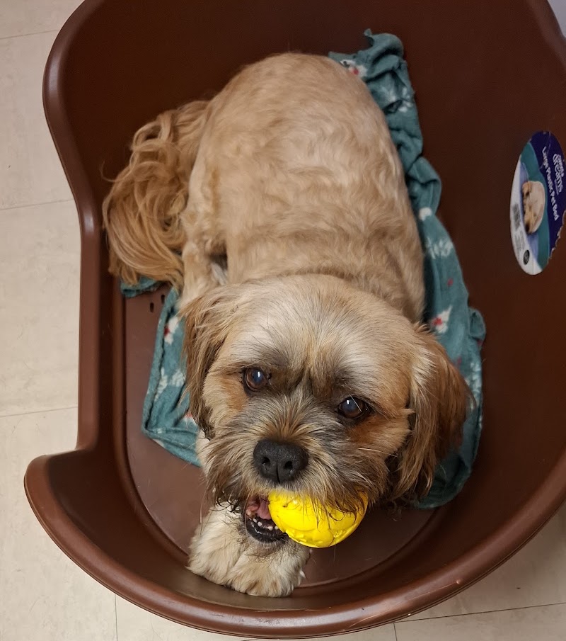 Ivy Boarding Kennels & Cattery - Ivy Boarding Kennels & Cattery Storeton Lodge Farm, Keepers Lane, Birkenhead, Storeton CH63 6HX, UK