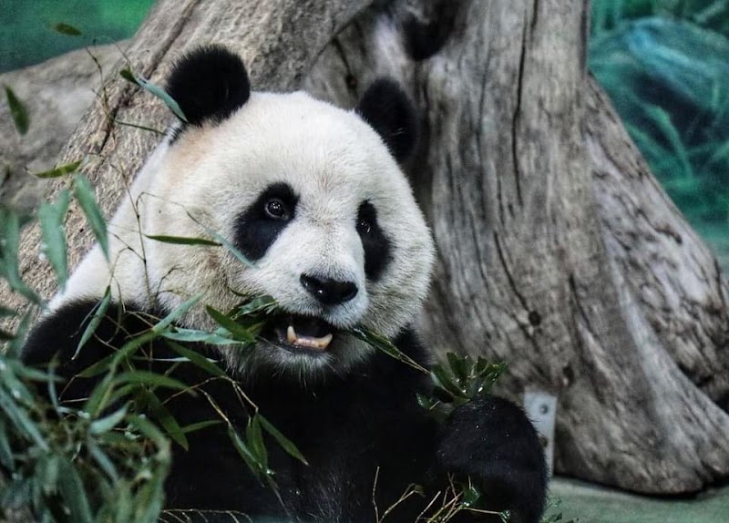 Taipei Zoo - Taipei Zoo, No. 30號, Section 2, Xinguang Rd, Wanxing Village, Wenshan District, Taipei City, Taiwan 116