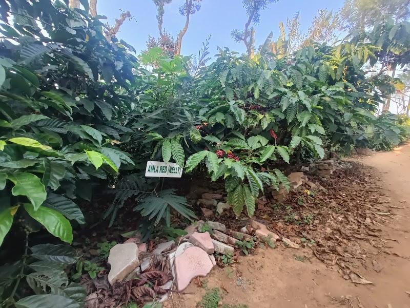 MOUNTAIN VIEW COFFEE PLANTATION - MOUNTAIN VIEW COFFEE PLANTATION shop spices, NH 275, near coorg, sandalkad, Madikeri, Ibnivalvadi Rural, Karnataka 571201, India