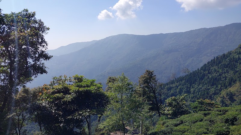 Pine forest - Pine forest W87X+V4, Mahal Diram Tea Garden, West Bengal 734008, India