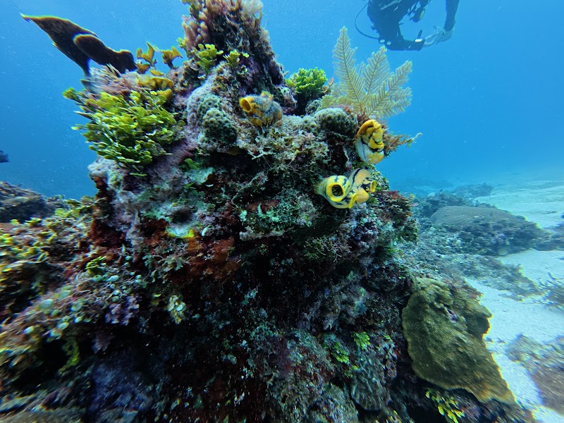 Palaka Siargao Dive Center - Palaka Siargao Dive Center Barangay 1, Purok 1, Near Market Side, General Luna, 8419 Surigao del Norte, Philippines