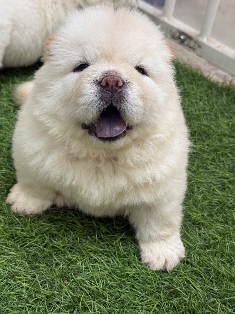Dogs For Sale Bangalore (Dogs Paradise) - Dogs For Sale Bangalore (Dogs Paradise) 23, 5th Cross, Narayanappa Block, Anjenappa Block, Benson Town, Bengaluru, Karnataka 560046, India