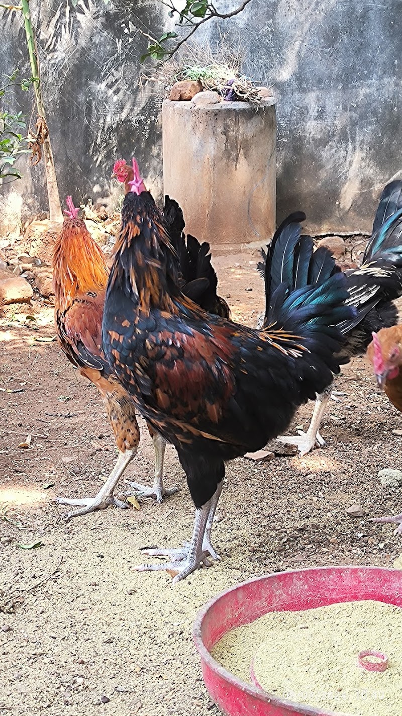 Kukdu ku farm kuthrel - Kukdu ku farm, Kuthrel, Chhattisgarh 491221, India