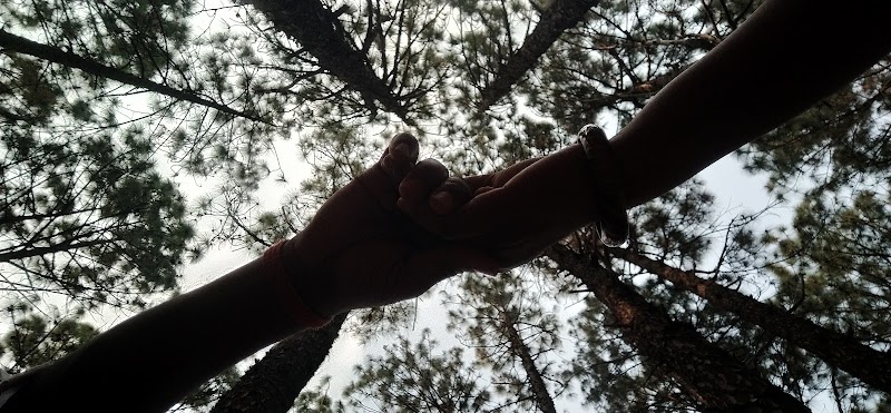 Pine Forest - Pine Forest F7W2+322, Netarhat, Jharkhand 835218, India