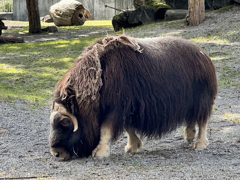Dählhölzli - Dählhölzli Tierparkweg 3, 3005 Bern, Switzerland